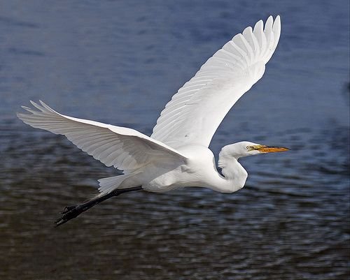 Hukum makan burung bangau