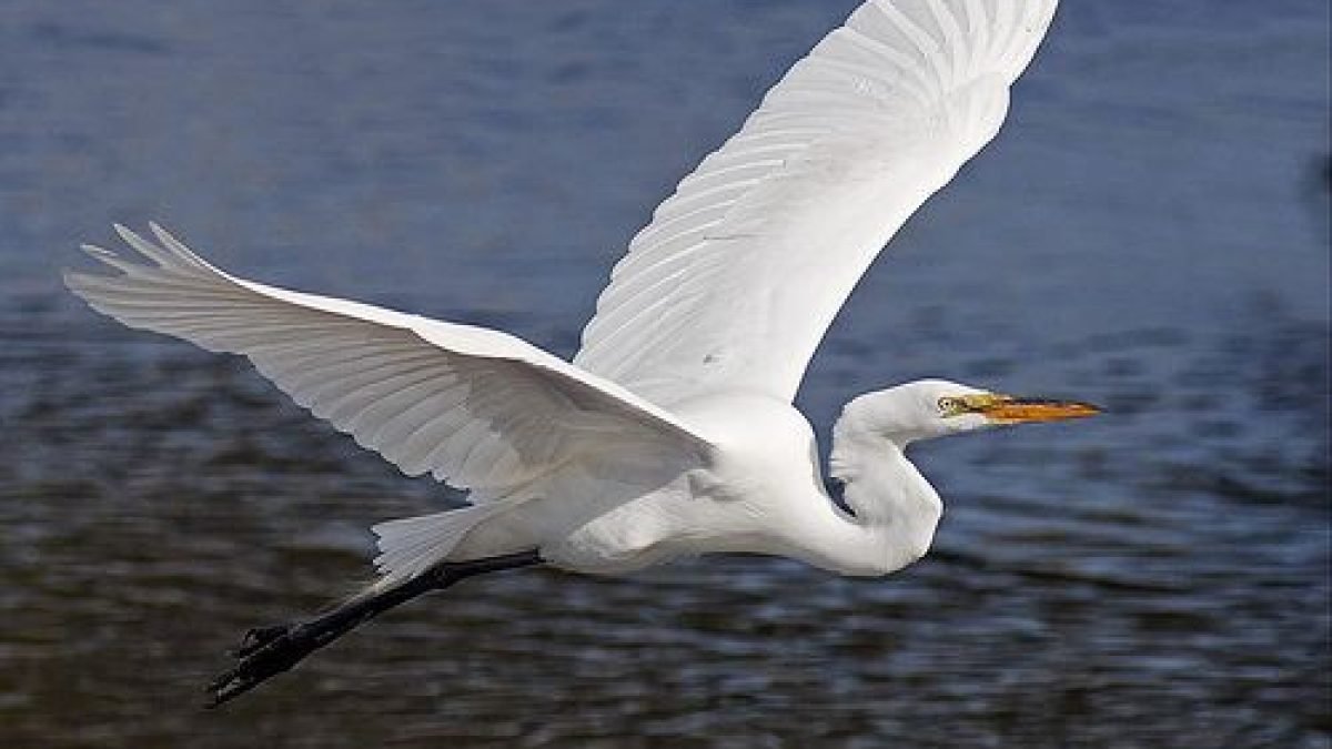 Hukum makan burung bangau
